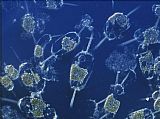 Marine Phytoplankton by Sea life